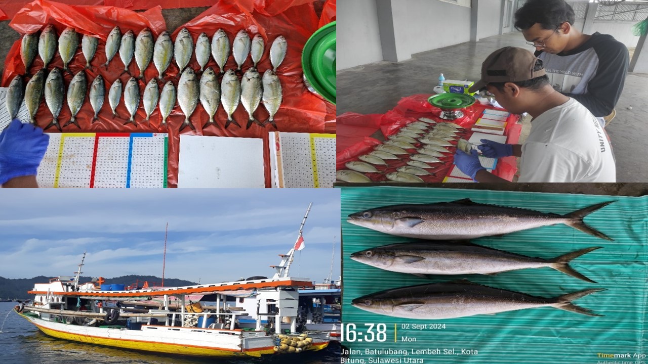 Riset kajian stok perikanan pelegis kecil, demersal kakap, kerapu dan kepiting bakau di WPPNRI 715. 717 dan 718 Tahun 2024 oleh KKP dan BRIN difasilitasi melalui hibah GEF 6 CFI Indonesia 